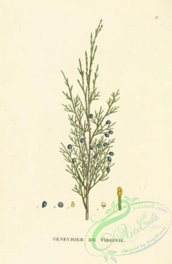 tree_branches-00036 - Juniperus virginiana
