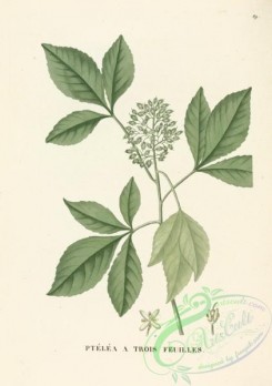 tree_branches-00065 - Ptelea trifoliata