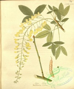 tree_branches-00301 - cytisus alpius