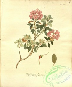 tree_branches-00345 - rhododendron ferrugineum