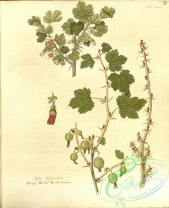 tree_branches-00353 - ribes grossularia