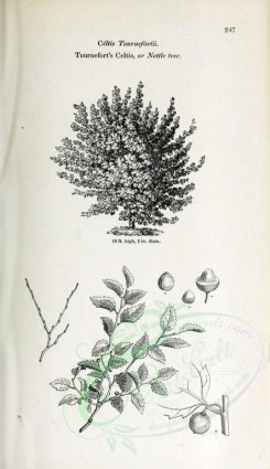 trees-00085 - Tournefort's Celtis or Nettle tree (black-and-white) [2423x4197]