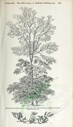 trees-00097 - White Carya or Shell-bark Hickory-nut (black-and-white) [2423x4197]