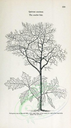 trees-00178 - Scarlet Oak, 2 (black-and-white) [2348x4202]