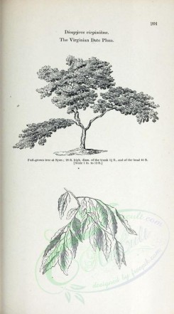trees-00340 - Virginian Date Plum, 2 (black-and-white) [2370x4261]