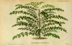trees-00549 - delarbrea spectabilis (L) [3718x2405]