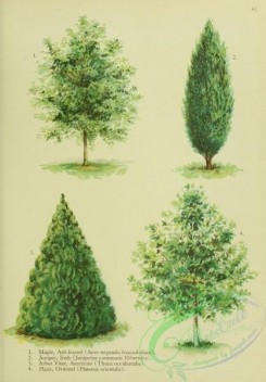 trees-00883 - Ash-leaved Maple, acer negundo fraxinifolium, Irish Juniper, juniperus communis hibernica, American Arbor Vitae, thuya occidentalis, Oriental Plane, platanus orientalis [1966x2816]
