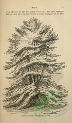 trees-00982 - black-and-white Hemlock Spruce, abies canadensis