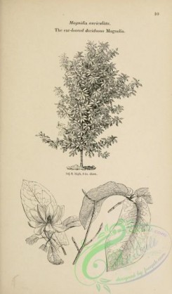 trees-01492 - black-and-white 010-Ear-leaved deciduous Magnolia, magnolia auriculata