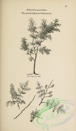 trees-01534 - black-and-white 052-Panicled-flowered Kolreuteria, kolreuteria paniculata
