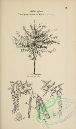trees-01556 - black-and-white 074-Alpine Cytisus or Scotch Laburnum, cytisus alpinus