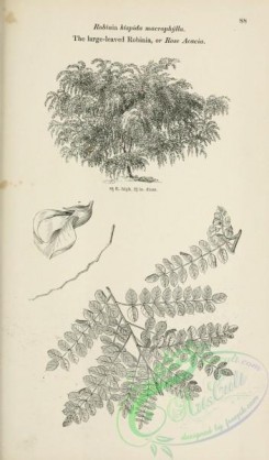 trees-01561 - black-and-white 079-Large-leaved Robinia or Rose Acacia, robinia hispida macrophylla