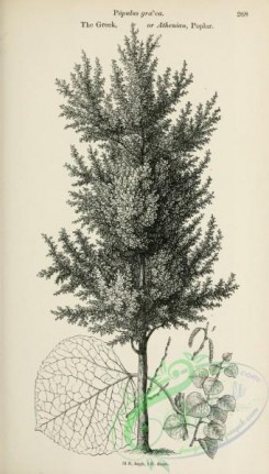 trees-01730 - black-and-white 041-Greek or Athenian Poplar, populus graeca