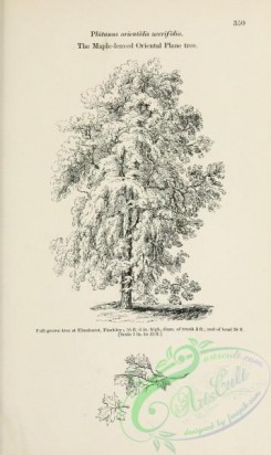 trees-01809 - black-and-white 037-Maple-leaved Oriental Plane tree, platanus orientalis acerifolia