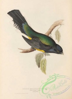 trogons-00058 - 011-Black-winged Trogon, trogon melanopterus