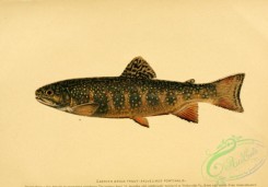 trouts-00001 - EASTERN BROOK TROUT