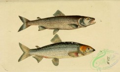 trouts-00040 - Silver Salmon, Whitefish