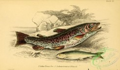 trouts-00047 - San Francisco Piranha, salmo ferox, Salmon Trout, Phinock