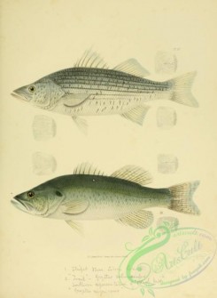trouts-00052 - 004-Rock-fish, labrax lineatus, Trout, grystes salmoides