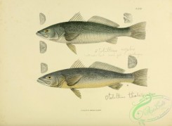 trouts-00054 - 018-otolithus regalis, Salt-water Trout, otolithus thalassinus