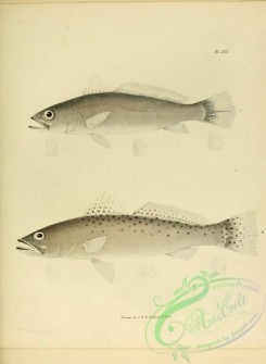 trouts-00055 - 019-Salmon Trout, otolithus carolinensis, Bastard Trout, otolithus nothus