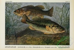 trouts-00067 - Largemouth Black Bass, grystes salmoides, Largemouth Black Bass, grystes nigricans, Brown Bullhead, amiurus nebulosus
