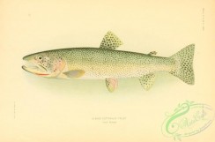 trouts-00089 - Alaska Cutthroat Trout