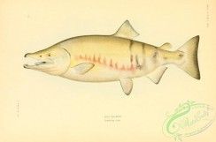 trouts-00094 - Dog Salmon