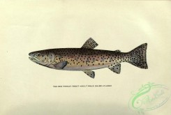 trouts-00129 - Red Throat Trout, salmo clarkii