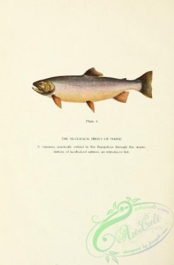trouts-00141 - Blueback Trout of Maine, salmo oquassa