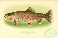 trouts-00160 - Kern River Trout, Rainbow Trout, salmo gilberti