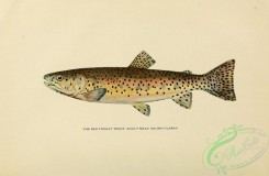 trouts-00183 - RED THROAT TROUT