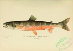 trouts-00193 - Canadian Red Trout, 2