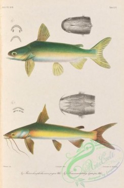 trouts-00202 - 046-batrachocephalus micropogon, Salmon Catfish