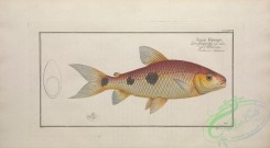trouts-00225 - Frederic's Salmon, salmo friderici
