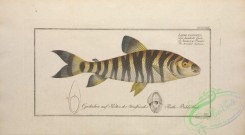 trouts-00232 - Streaked Salmon, salmo fasciatus