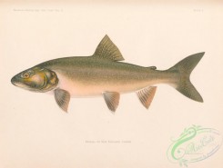 trouts-00252 - 001-Lake Trout, salvelinus namaycush
