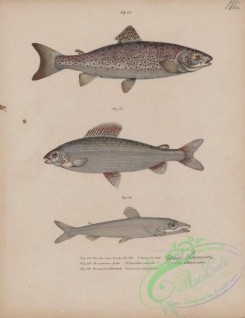 trouts-00269 - 006-Sea Trout, salmo trutta, thymallus vexilifer, Argentine, argentina sphyraena