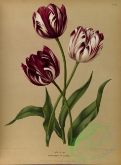 tulips-00011 - Late Tulips bybloemen or violets [5332x7283]