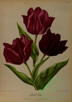 tulips-00016 - Single Early Tulips, 3 [5126x7196]