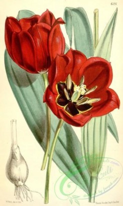 tulips-00080 - 6191-tulipa eichleri [2043x3427]