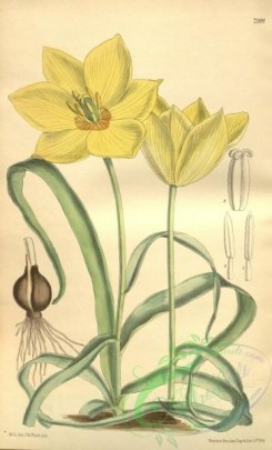 tulips-00100 - 7991-tulipa batalini [2139x3530]