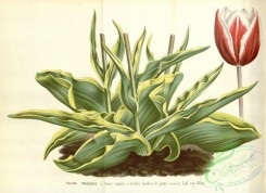 tulips-00119 - tulips, 4 [4809x3488]