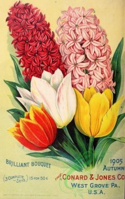 tulips-00154 - 039-Hyacinthus, Tulips, bouquet [2846x4521]