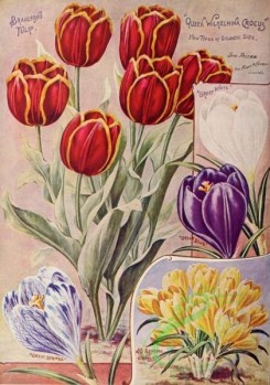 tulips-00198 - 049-tulips [2282x3250]