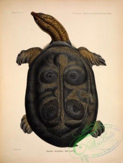 turtles-00021 - trionyx peguensis, 3