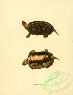 turtles-00026 - emys muhlenburgii