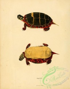 turtles-00043 - emys picta