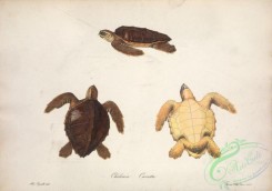 turtles-00080 - chelonia caretta