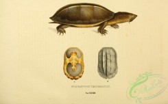turtles-00090 - staurotypus triporcatus